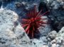 05BluewaterRafting - 17 * Pencil Urchin at La Perouse Bay